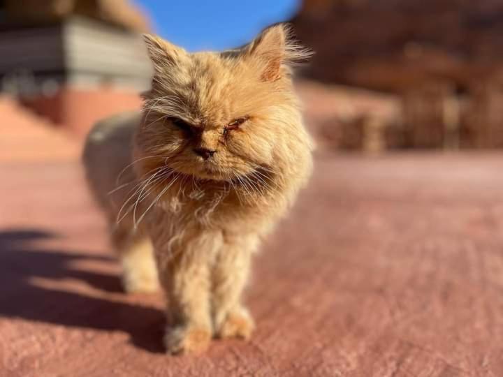 Wadi Rum Fun Time Tour'S Екстериор снимка